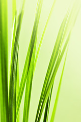 Image showing Green grass background