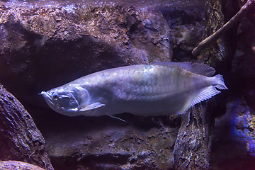 Image showing fish swimming in aquarium