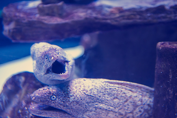 Image showing fish swimming in aquarium