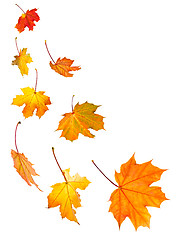 Image showing Fall maple leaves background