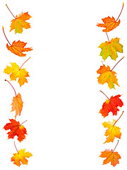 Image showing Fall maple leaves background