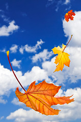 Image showing Fall maple leaves background