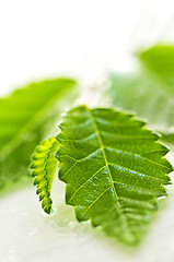 Image showing Branch with green leaves