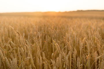 Image showing cereal field with ripe wheat spikelets