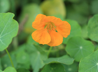 Image showing Nasturtium