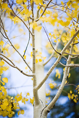 Image showing yellow leaves on aspen