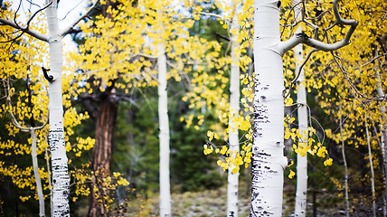 Image showing apen trees in forest