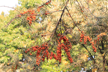 Image showing Sea-bucktorn tree