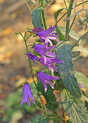Image showing Autumn bluebells