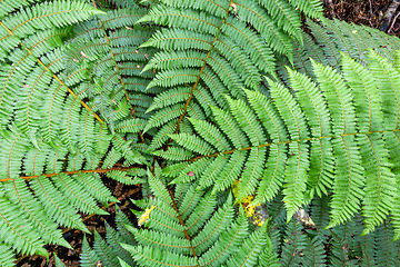 Image showing a typical fern in New Zealand