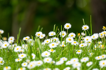 Image showing daisy flowers meadow background