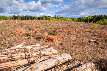 Image showing cleared forest outdoor scenery south Germany