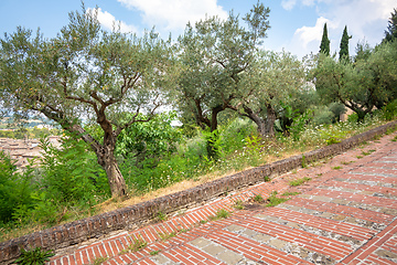 Image showing some olive trees on a red brick road in Italy