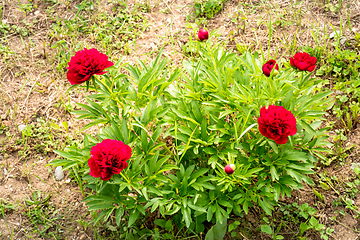 Image showing red peony flower in the garden