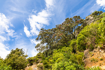 Image showing pohutukawa tree with red blossom