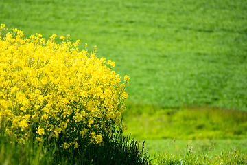 Image showing rape field spring background