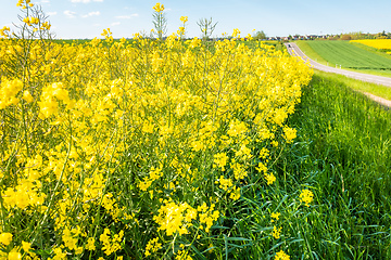 Image showing rape field spring background