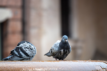 Image showing Pigeon at the well