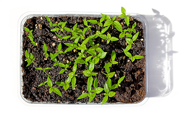 Image showing group of small green pepper sprouts