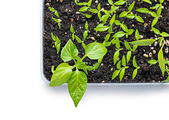 Image showing group of small green sprouts 