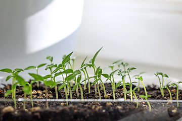 Image showing group of small green sprouts 