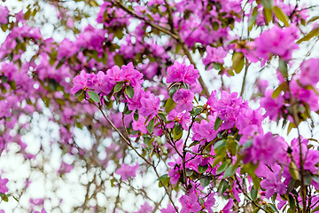 Image showing pink flowering rhododendron