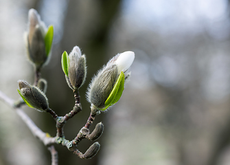 Image showing magnolia flower buds