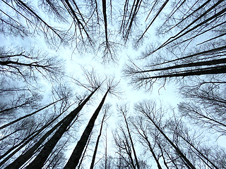 Image showing trees without leaves
