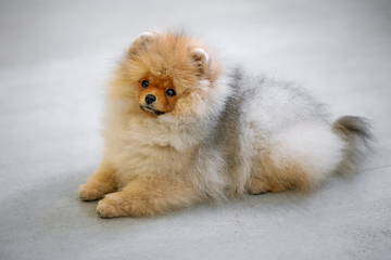 Image showing portrait of pomeranian spitz puppy