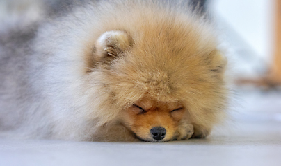 Image showing portrait of pomeranian spitz puppy