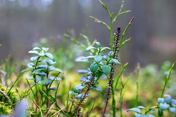 Image showing forest plants macro