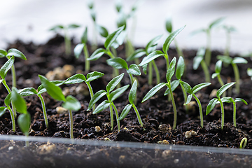 Image showing group of small green sprouts 