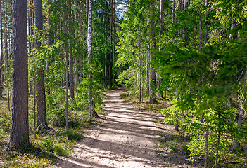 Image showing footpath through an overgrown forest