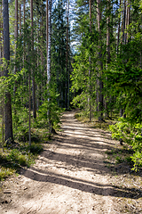 Image showing footpath through an overgrown forest