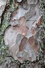 Image showing pine skin macro