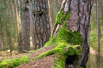 Image showing moss on old pine trunk