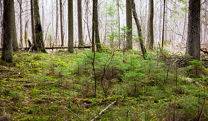 Image showing old overgrown forest