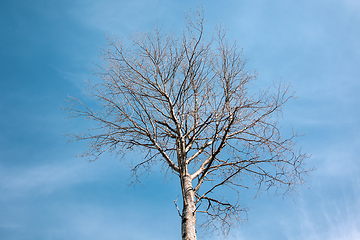 Image showing tree without leaves