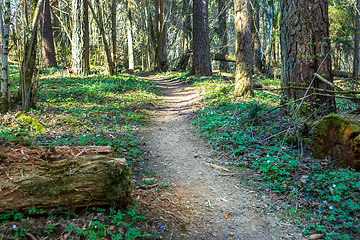 Image showing footpath through an overgrown forest