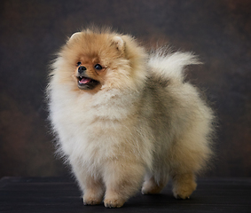 Image showing portrait of pomeranian spitz puppy