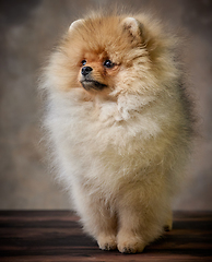 Image showing portrait of pomeranian spitz puppy