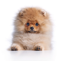 Image showing portrait of pomeranian spitz puppy