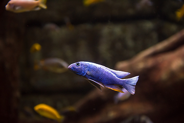 Image showing aquarium with colorful fishes