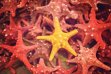 Image showing Plenty starfish