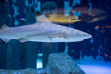 Image showing shark swimming in aquarium