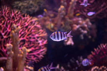 Image showing aquarium with colorful fishes