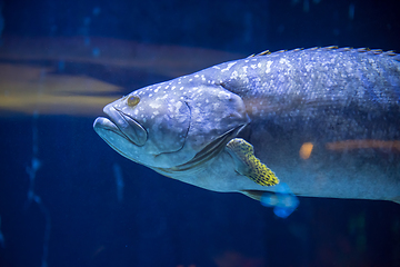 Image showing fish swimming in aquarium