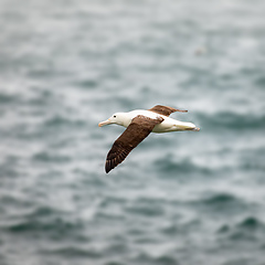 Image showing Albatross bird in the sky