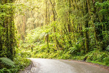 Image showing rain forest New Zealand