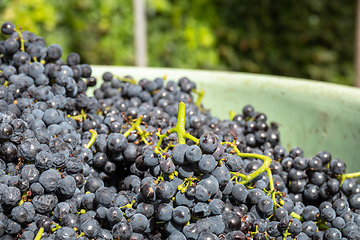 Image showing red grapes in a bin harvest